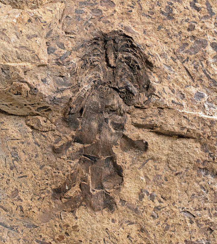 Oligocene Pinecone - Pinus sp.