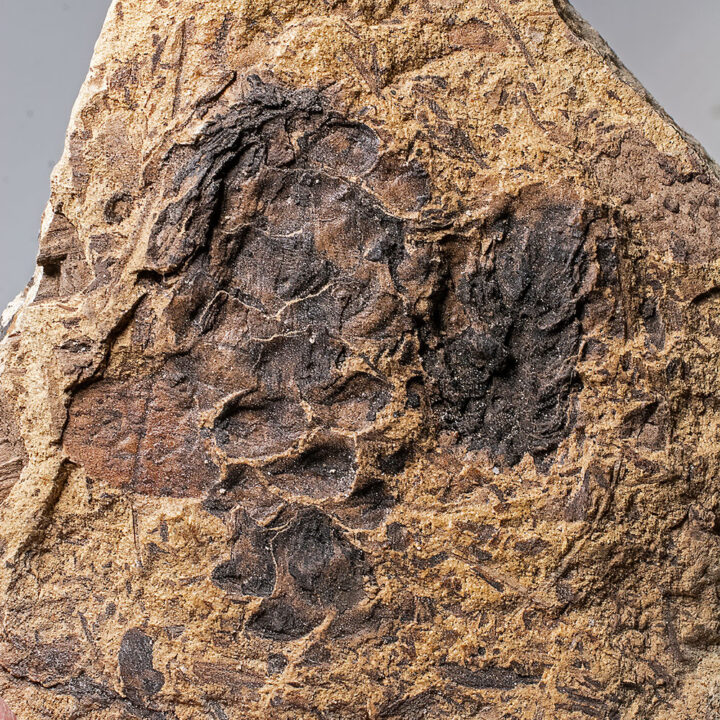 Oligocene Pinecone - Pinus sp.