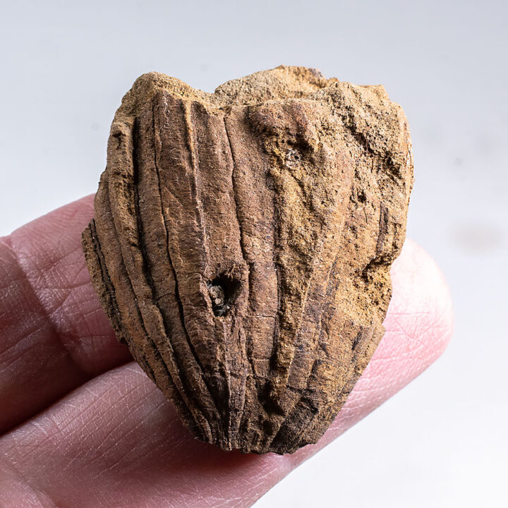 Cretaceous fruit - Palaeoaster