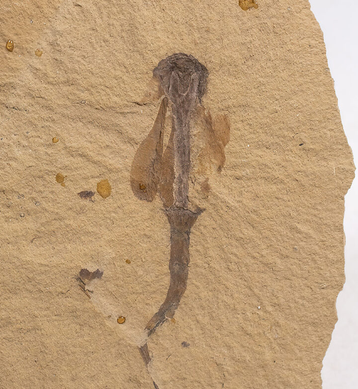 Rare Miocene Flower