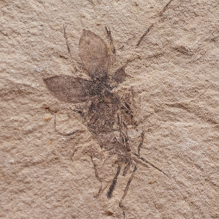 Eocene flower - Antholithes