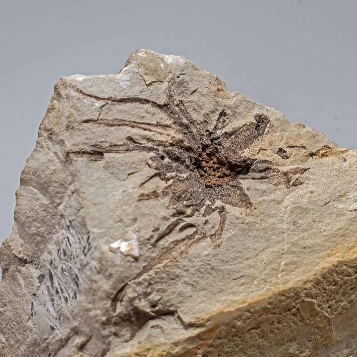 Paleocene Flower - Sparganium stygium