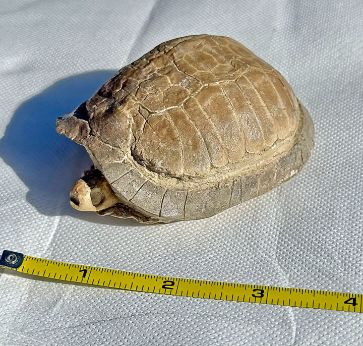 Tiny Turtle - Stylemys nebrascensis