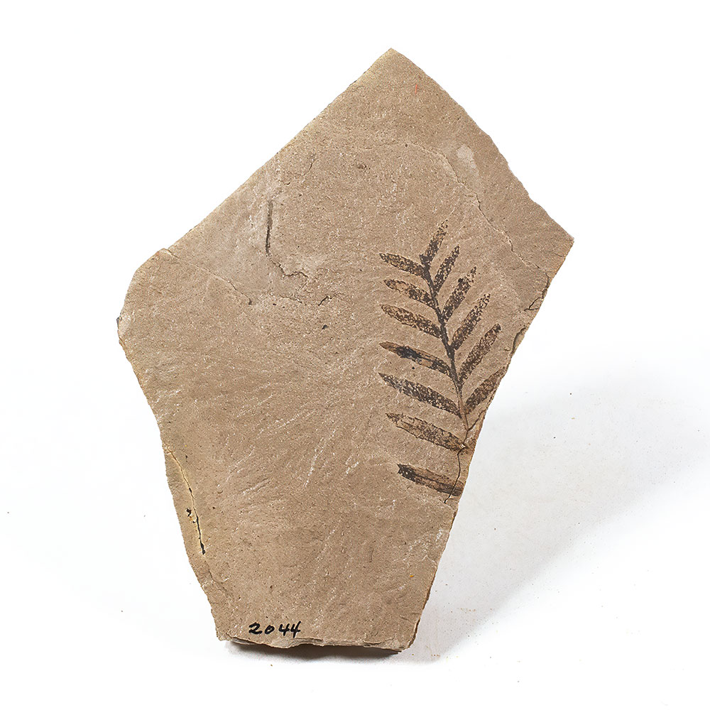 Leafy Plant - Metasequoia sp. - Image 2