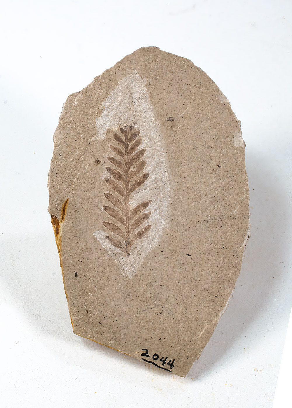 Leafy Plant - Metasequoia sp. - Image 2