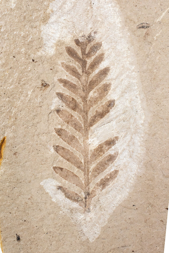 Leafy Plant - Metasequoia sp.
