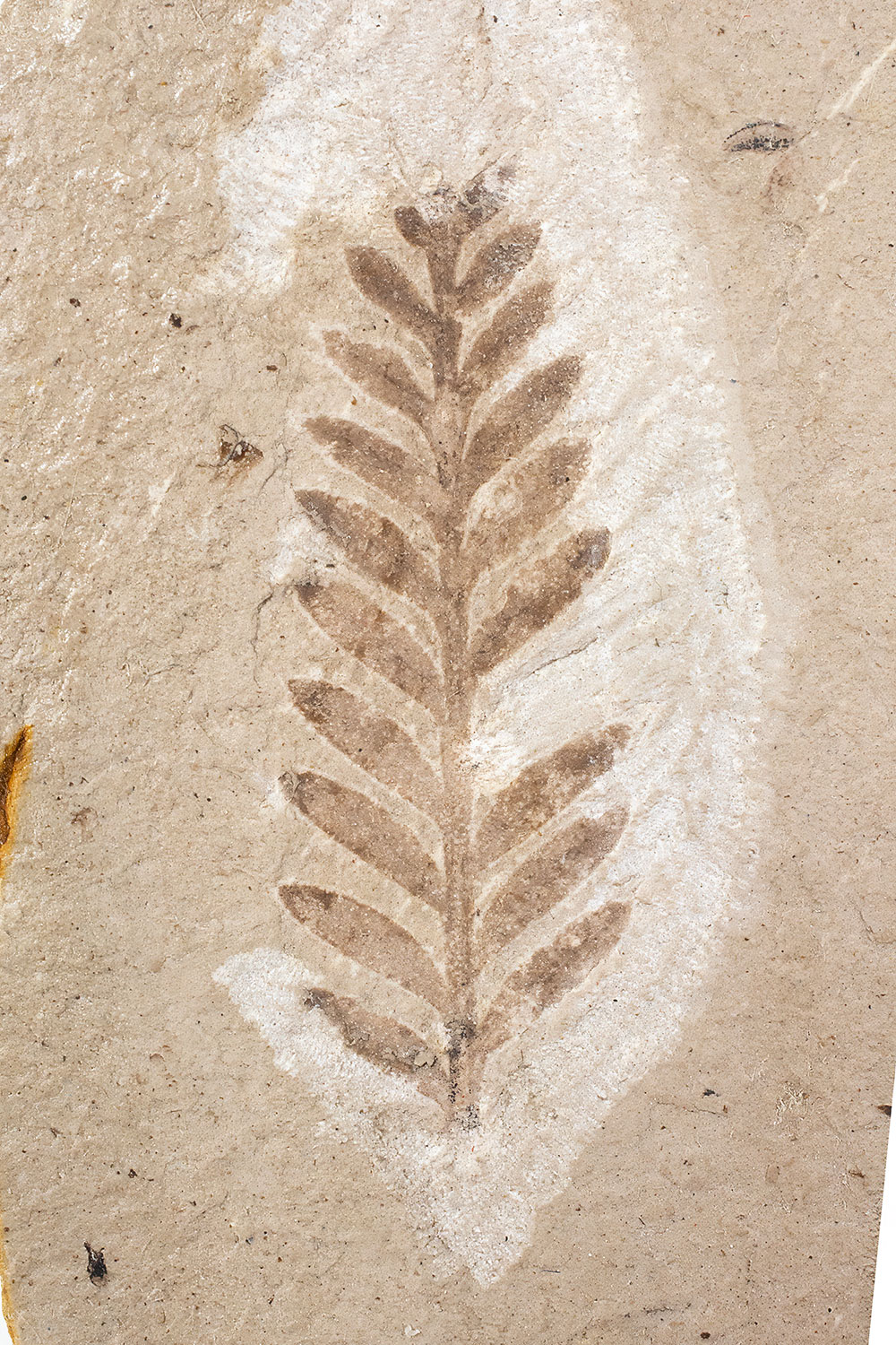 Leafy Plant - Metasequoia sp.