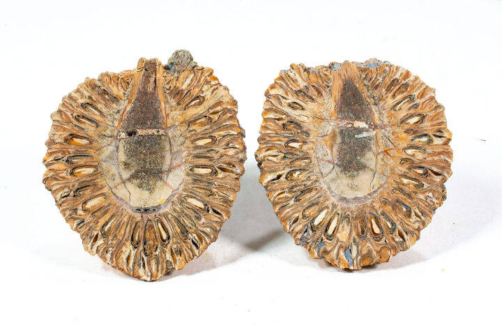 Jurassic Cone - Araucaria mirabilis