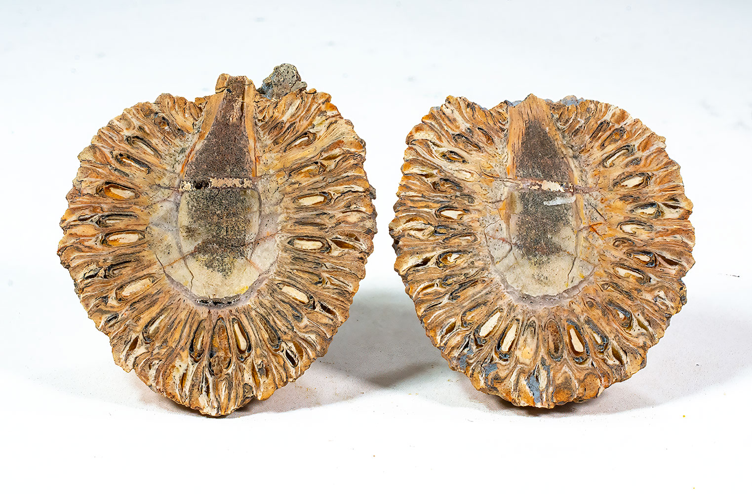 Jurassic Cone - Araucaria mirabilis - Image 2