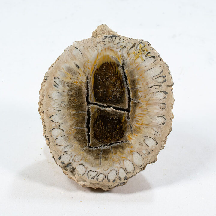 Jurassic Cone - Araucaria mirabilis