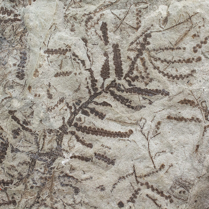 Primitive Silurian plant - Leveillites