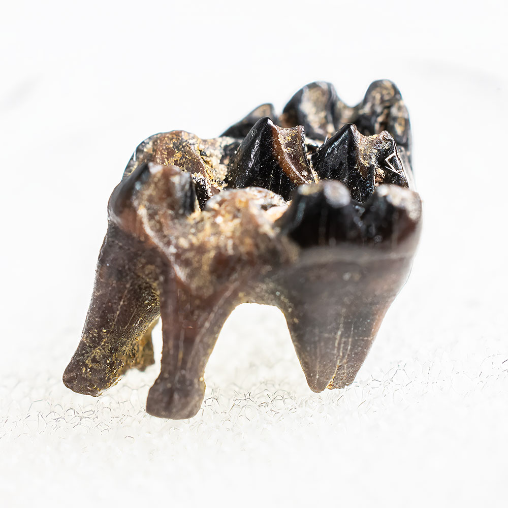 Multituberculate tooth - Meniscoessus sp. - Image 2