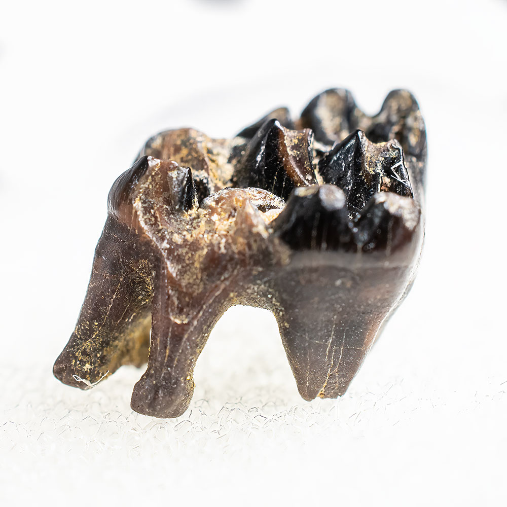 Multituberculate tooth - Meniscoessus sp.