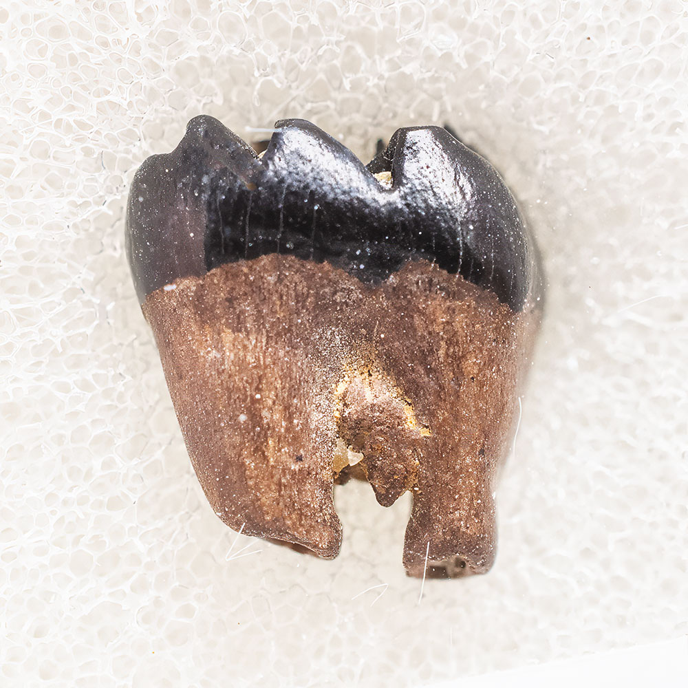 Multituberculate tooth - Meniscoessus