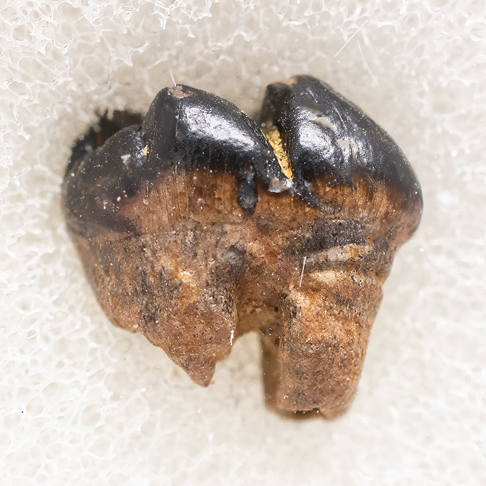 Multituberculate tooth - Meniscoessus