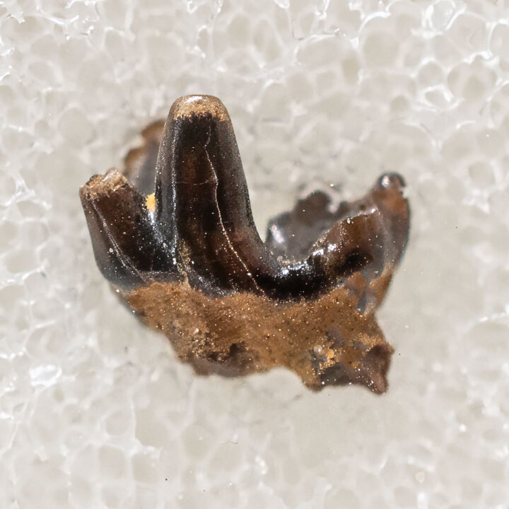 Multituberculate tooth - Meniscoessus