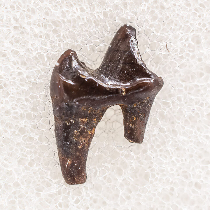 Eutherian Tooth
