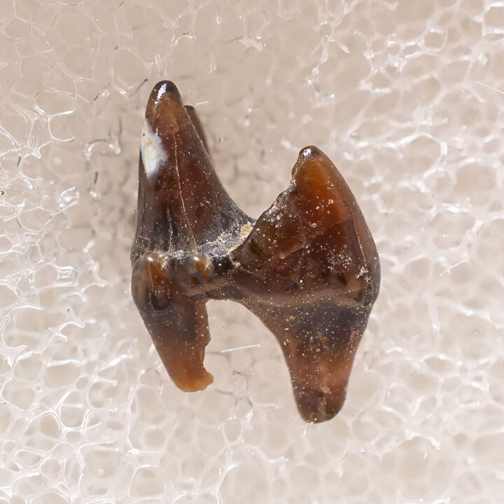 Eutherian Tooth