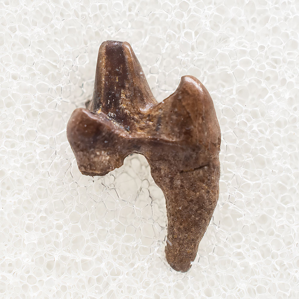 Metatherian Tooth