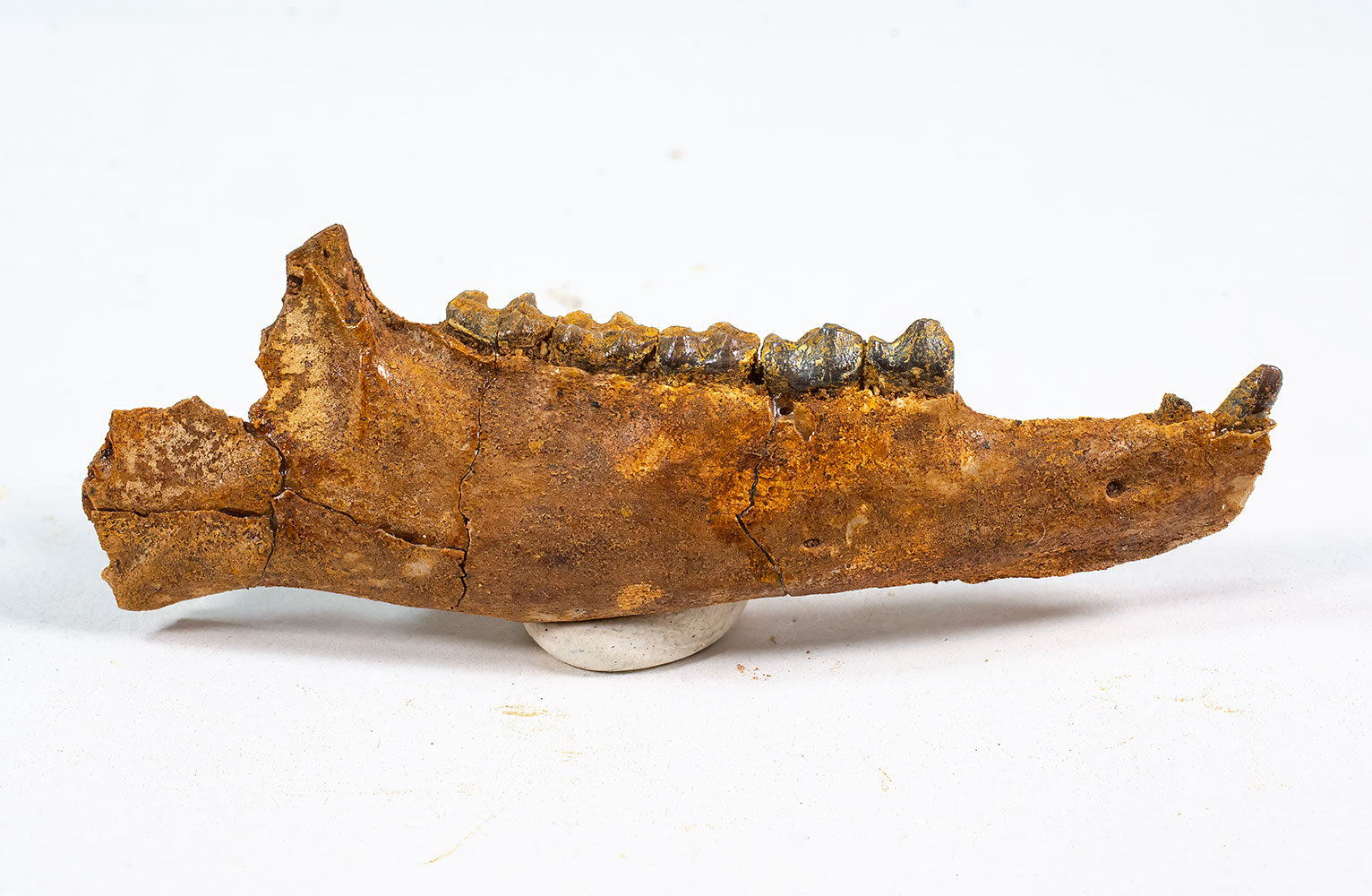 Condylarth Jaw - Pleuraspidotherium aumonieri - Image 2