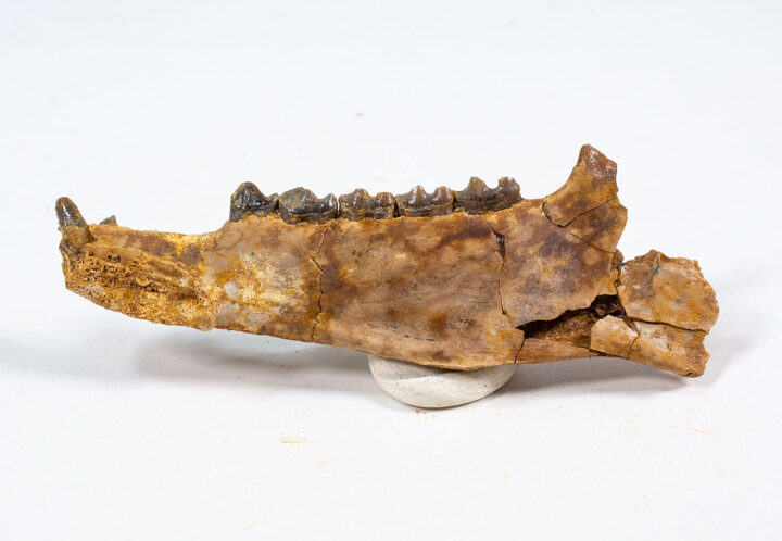 Condylarth Jaw - Pleuraspidotherium aumonieri