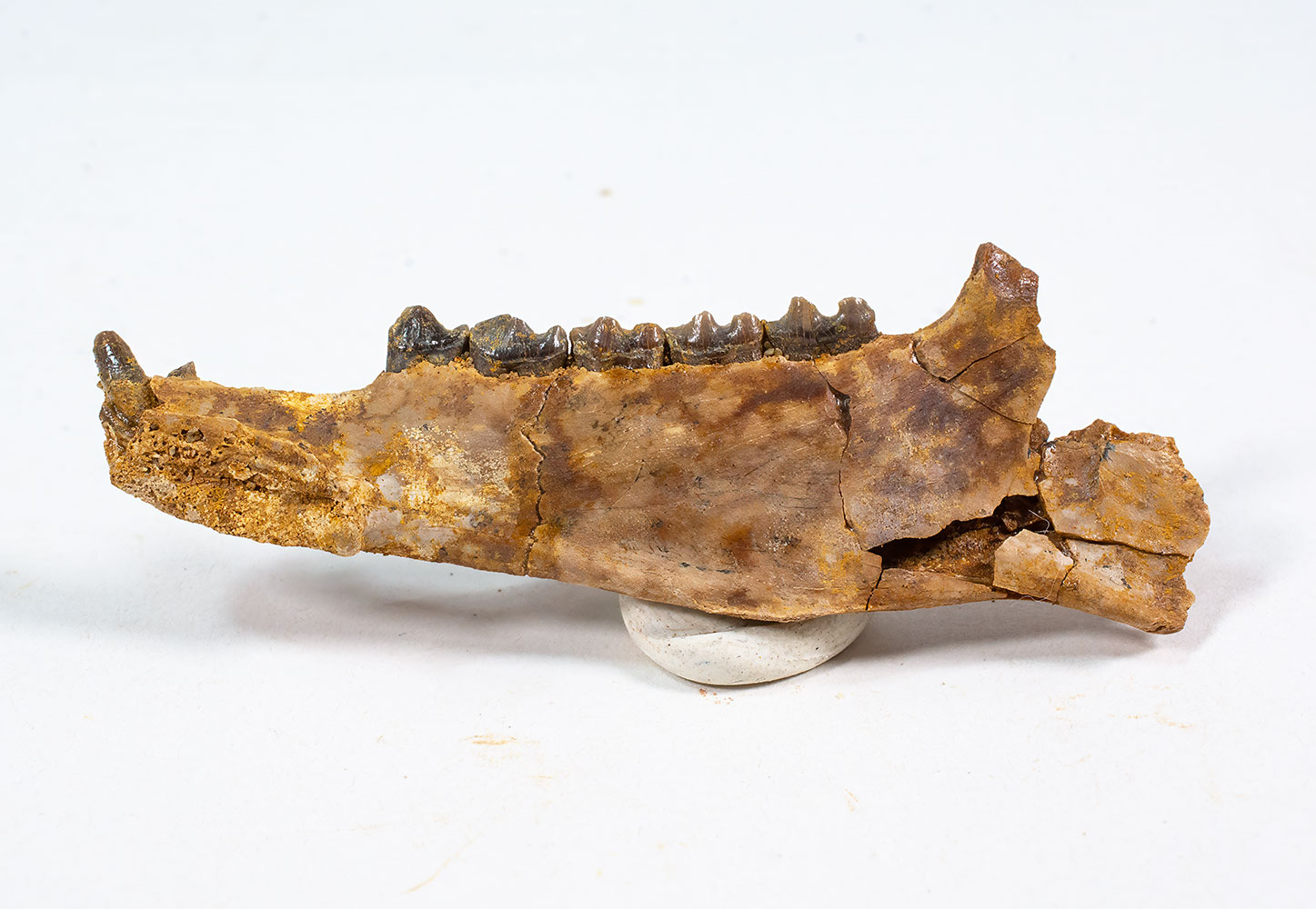 Condylarth Jaw - Pleuraspidotherium aumonieri