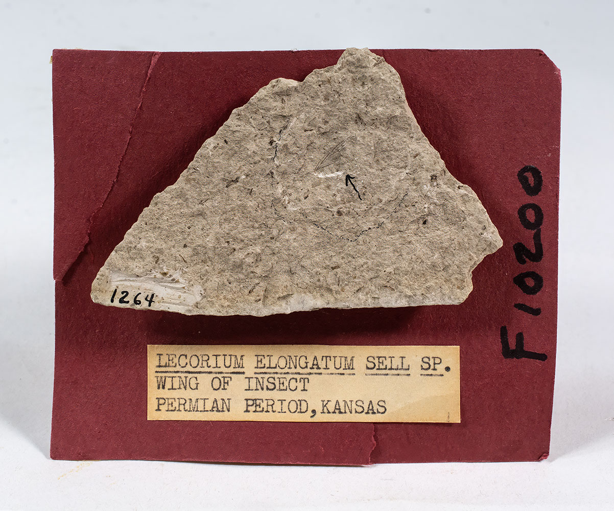 Kansas Permian Insect Wing - Image 2
