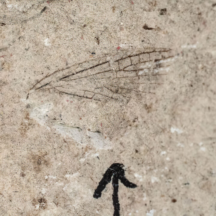 Kansas Permian Insect Wing