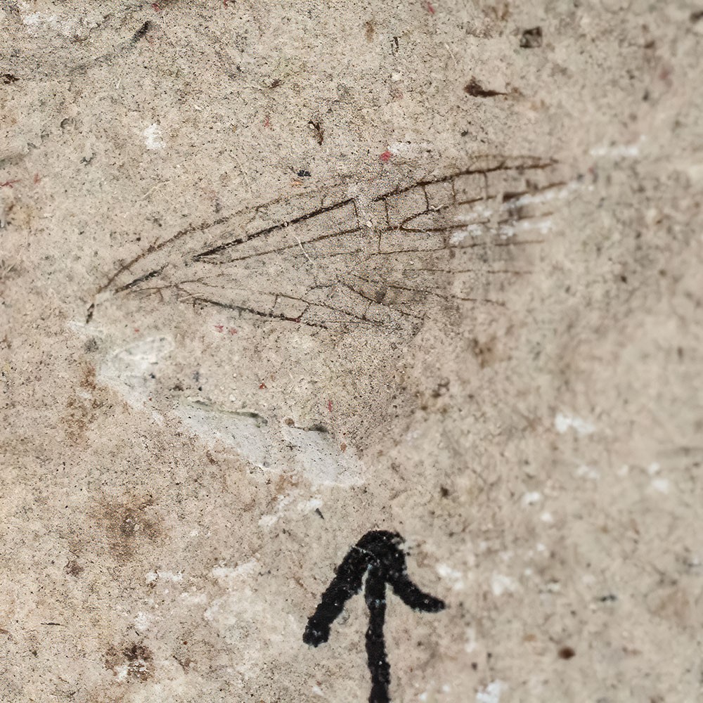 Kansas Permian Insect Wing