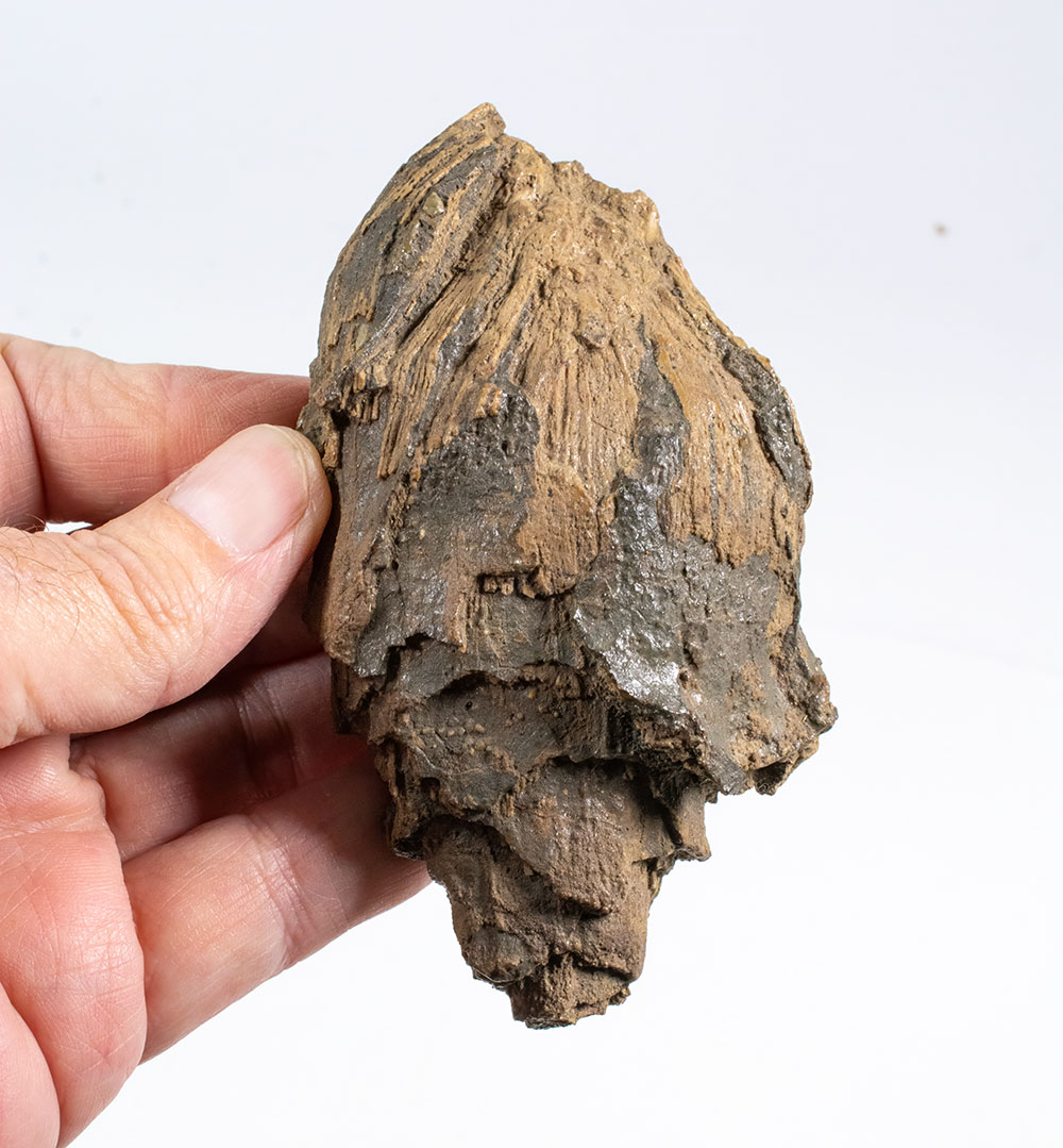 Pinus pieperi - Image 2