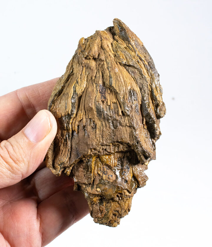 Pinus pieperi
