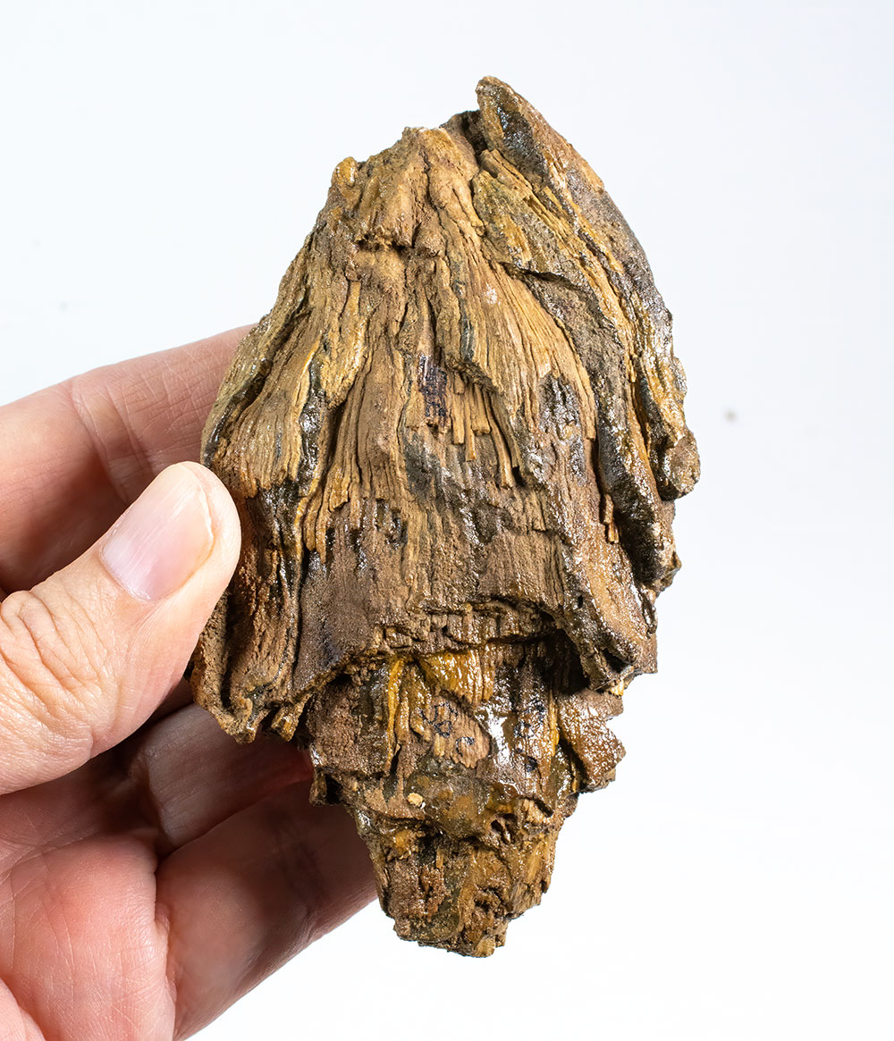 Pinus pieperi