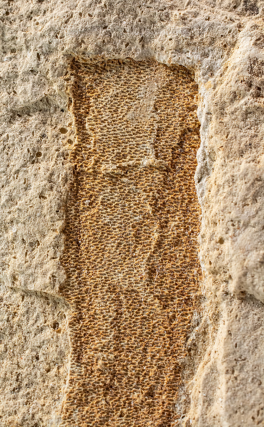 Excellent Worm Tube - Metulatheca - Image 3