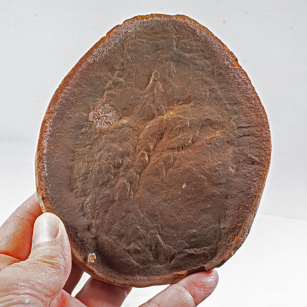 Huge Jelly Fish Concretion - Essexella asherae