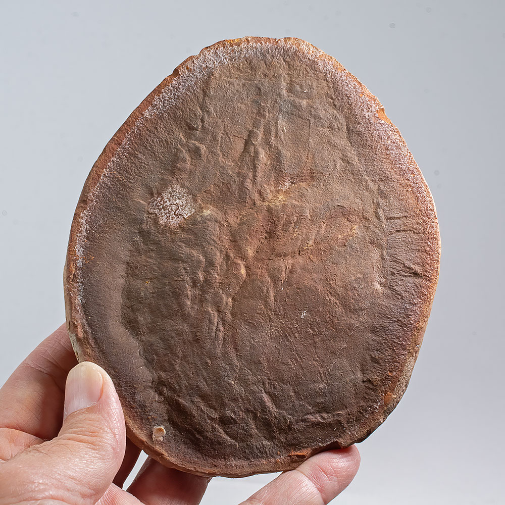 Huge Jelly Fish Concretion - Essexella asherae - Image 3
