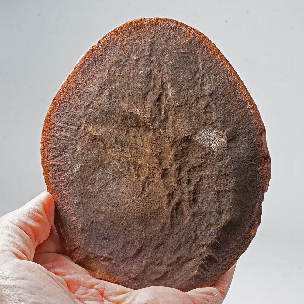 Huge Jelly Fish Concretion - Essexella asherae - Image 4