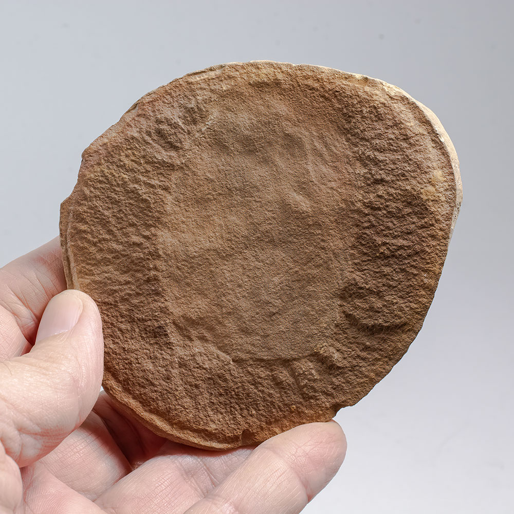 Big Jelly Fish Concretion - Essexella - Image 3