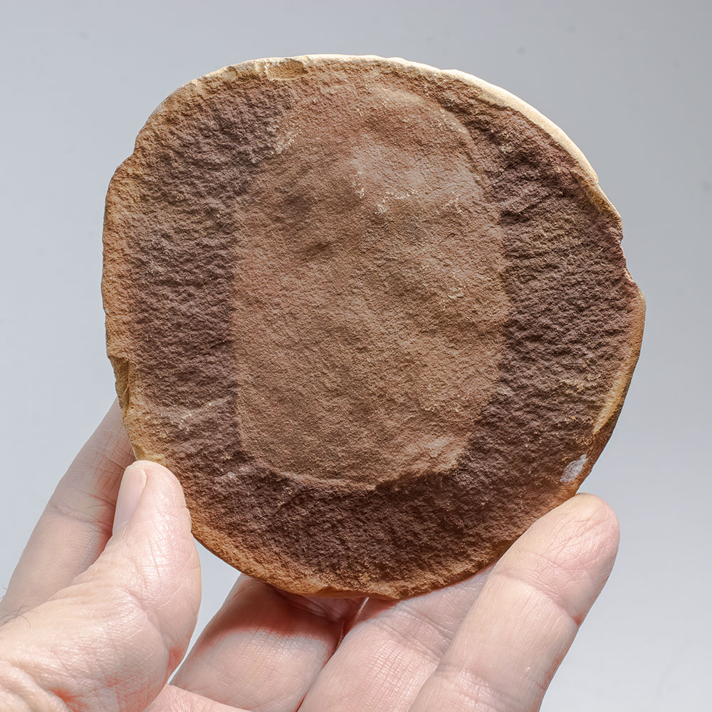 Big Jelly Fish Concretion - Essexella