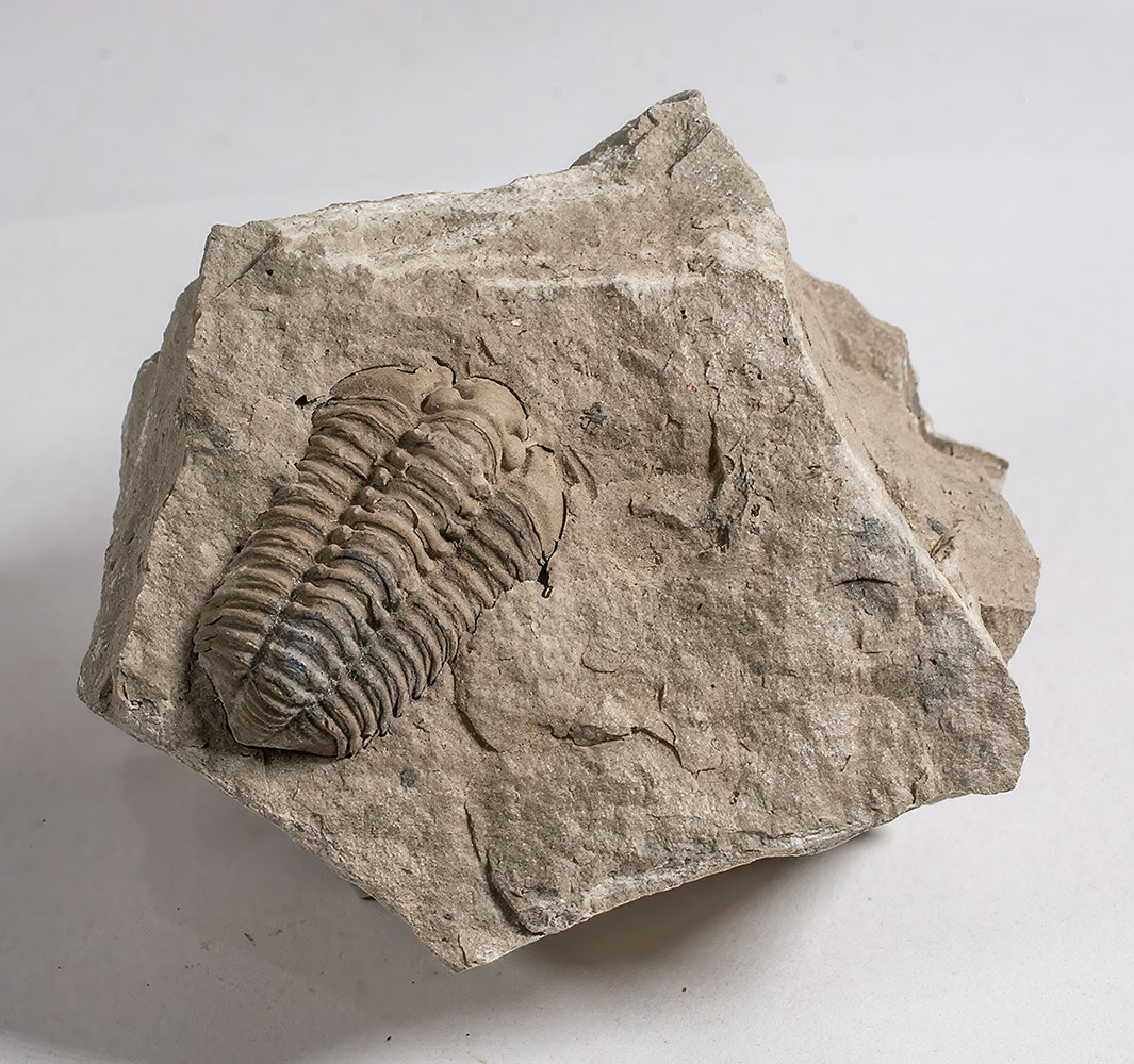 Calymene celebra - Image 2