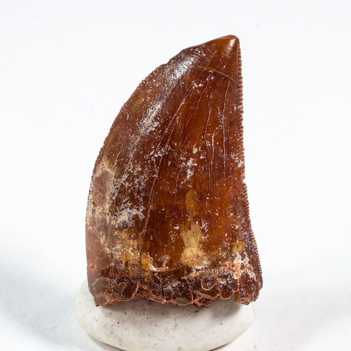 Carcharodontosaurus saharicus