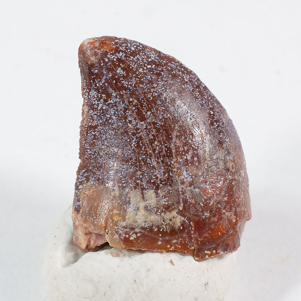 Carcharodontosaurus saharicus - Image 3