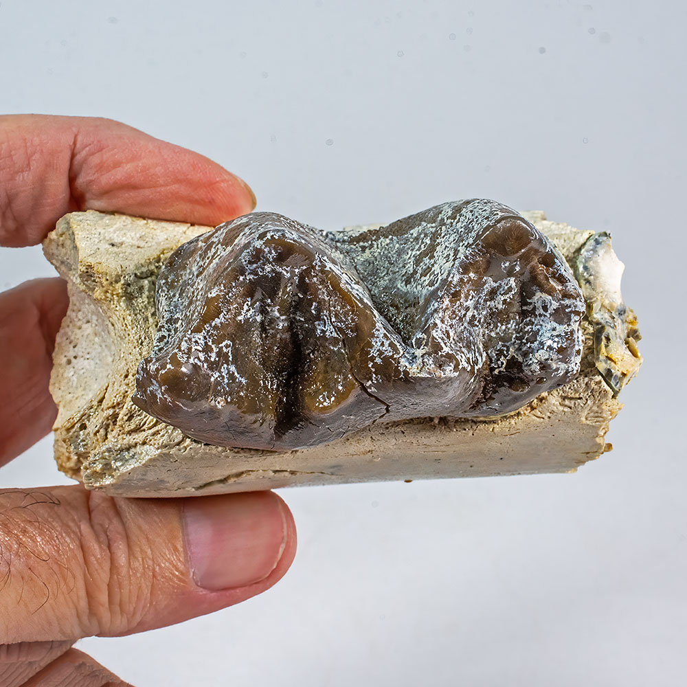 Titanothere Tooth - Brontops sp. - Image 2