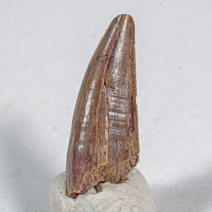 Permian Predator - Dimetrodon