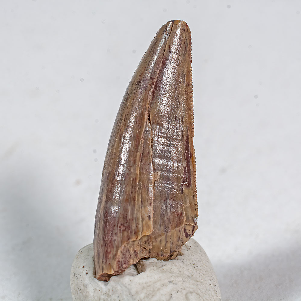 Permian Predator - Dimetrodon