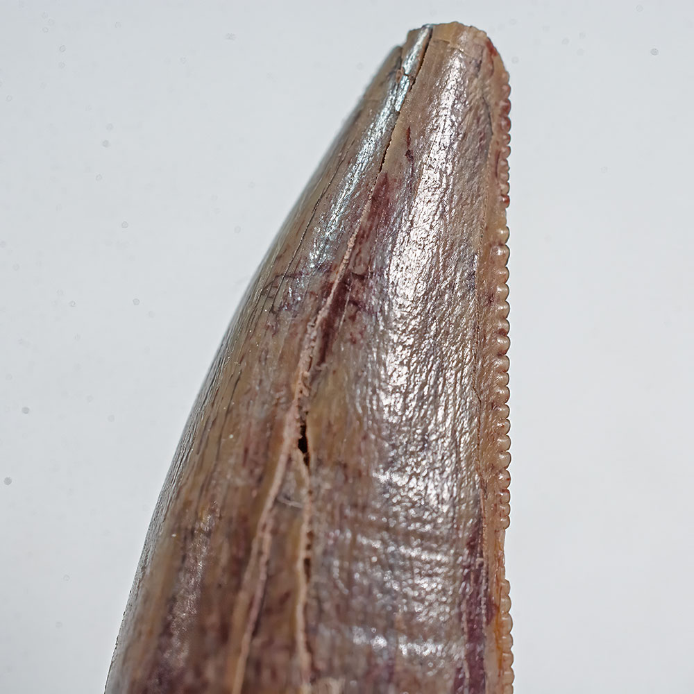 Permian Predator - Dimetrodon - Image 4