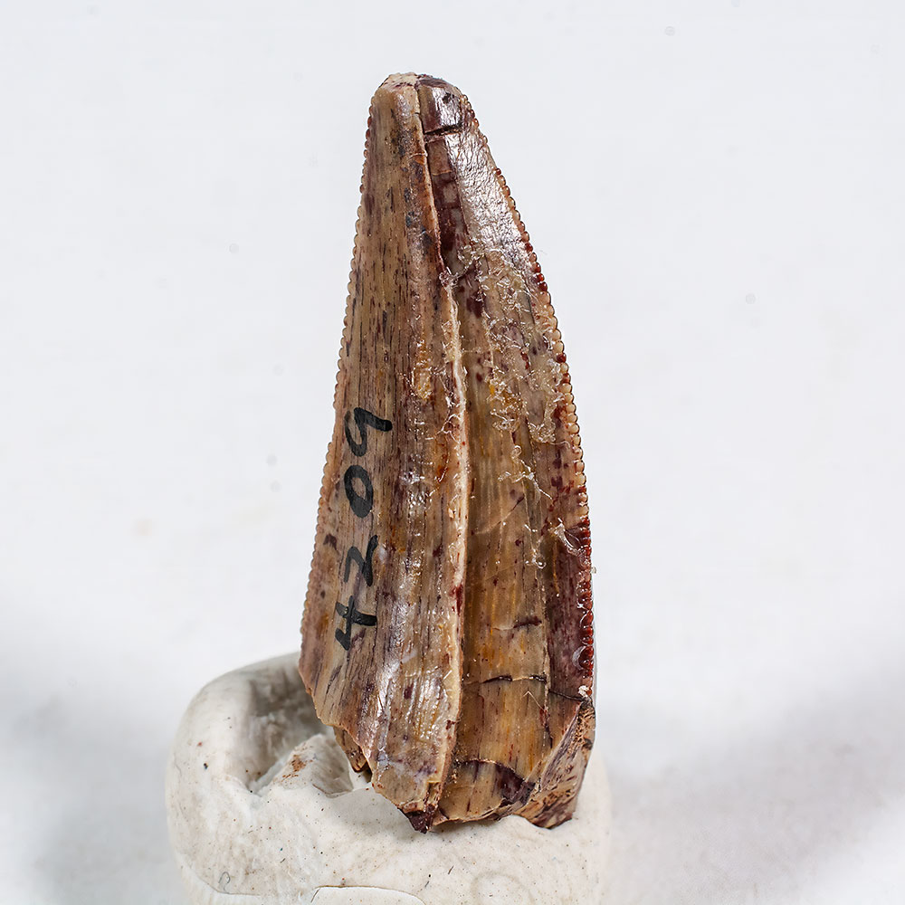 Permian Predator - Dimetrodon - Image 5