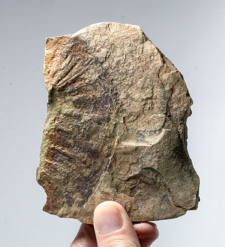Huge radiodont (Anomalocarid) oral cone
