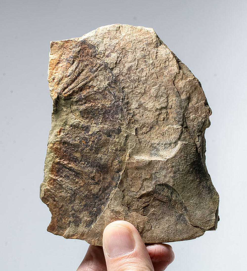 Huge radiodont (Anomalocarid) oral cone