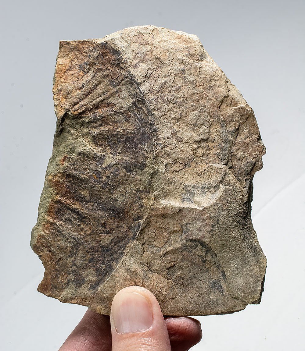 Huge radiodont (Anomalocarid) oral cone - Image 2