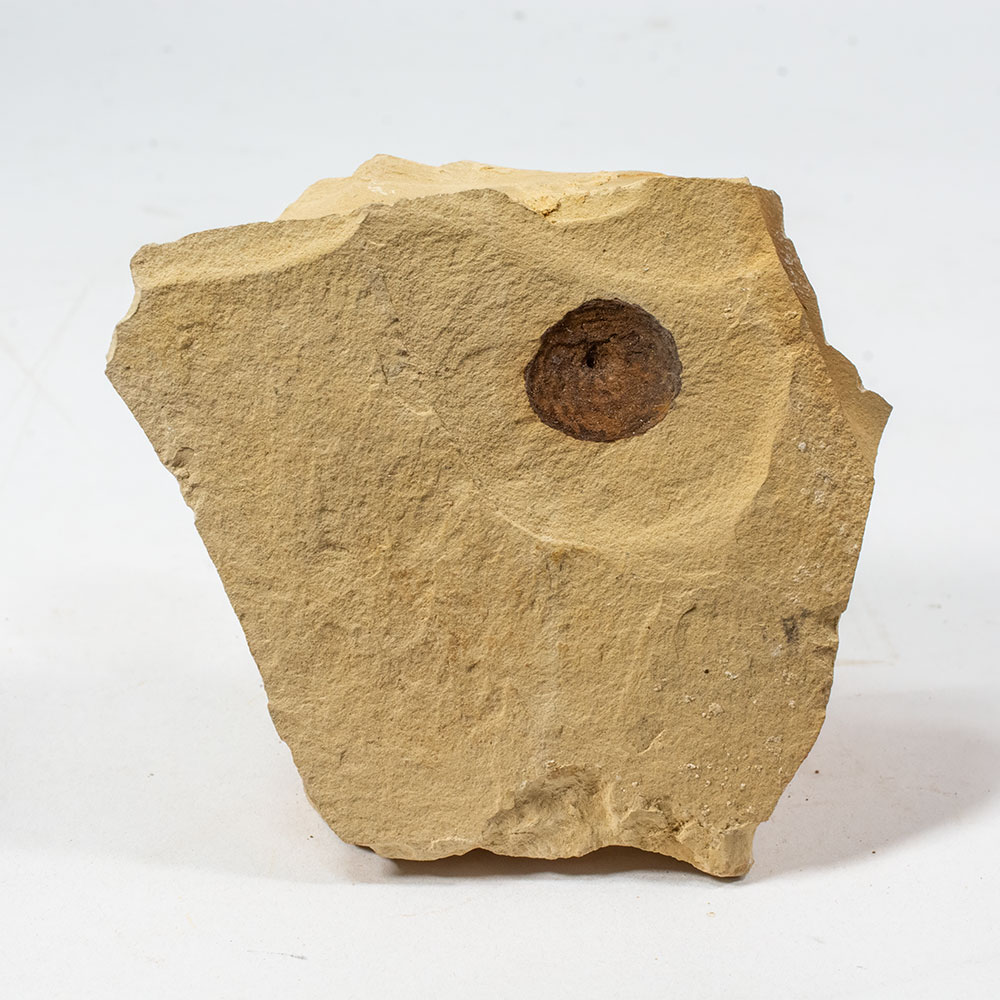 Acorn cup - Quercus sp. - Image 2